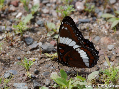 White Admiral