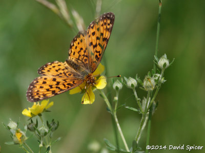 Silver-bordered Fritillary