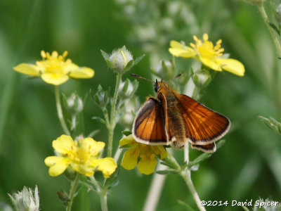 European Skipper