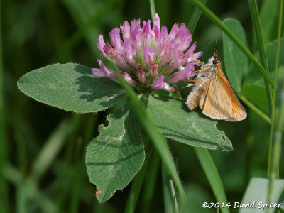 European Skipper