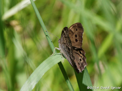 Northern Pearly-eye