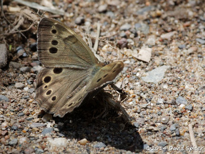 Northern Pearly-eye