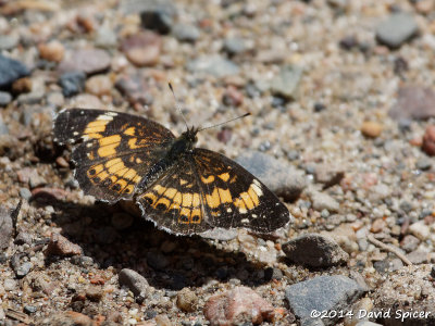 Silvery Checkerspot