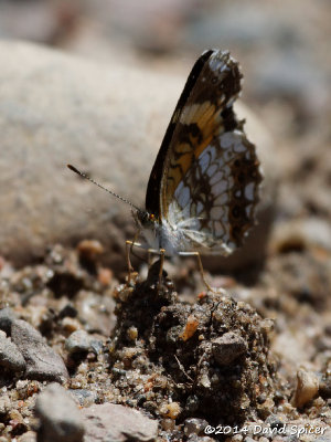 Silvery Checkerspot