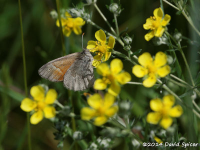 Common Ringlet