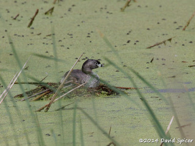 Pied-billed Grebe