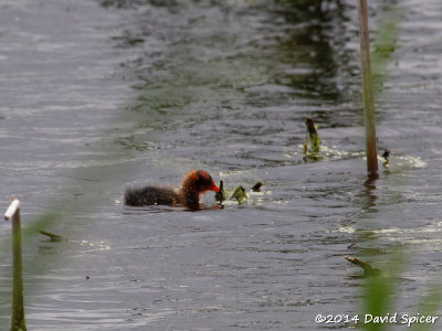 Immature American Coot