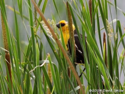 Yellow-headed Blackbird