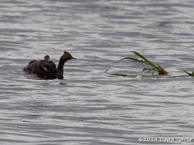 Eared Grebe