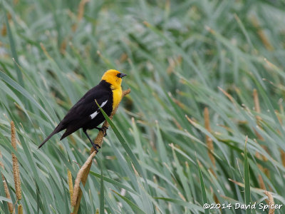 Yellow-headed Blackbird