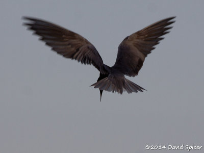 Black Tern