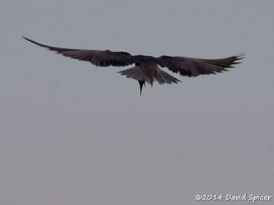 Black Tern