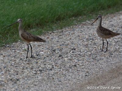 Marbled Godwits