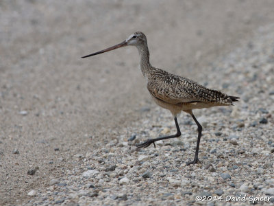 Marbled Godwit