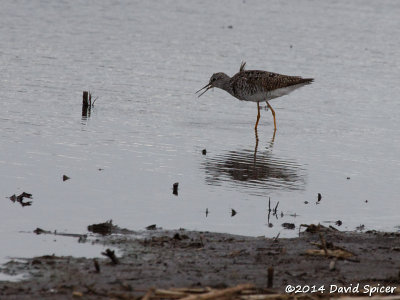 Lesser Yellowlegs