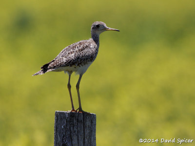 Upland Sandpiper