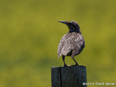 Western Meadowlark