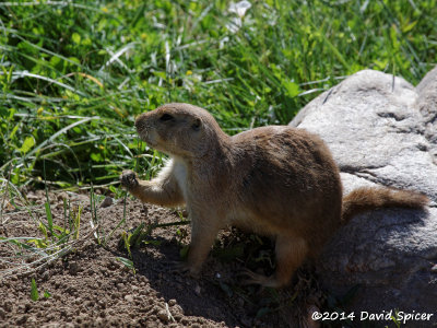 Black-tailed Prairie Dog