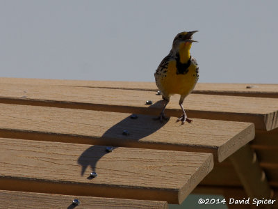 Western Meadowlark