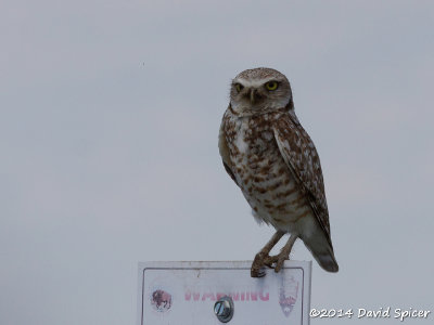 Burrowing Owl