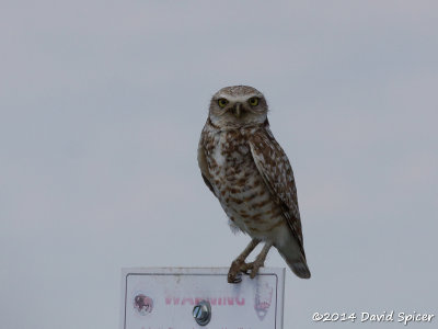 Burrowing Owl