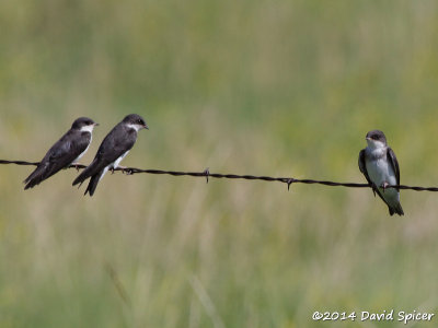 Bank Swallows