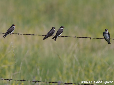 Bank Swallows