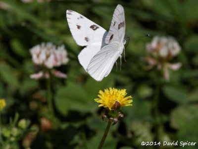 Checkered White