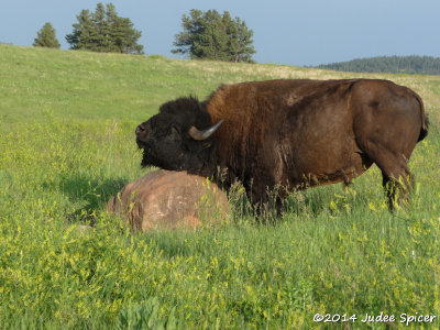 Buffalo