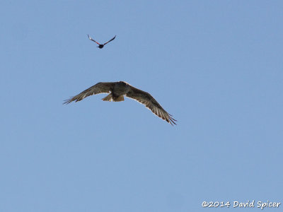 Ferruginous Hawk