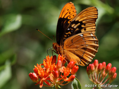 Diana Fritillary