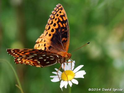 Aphrodite Fritillary