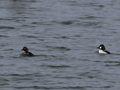 Common Goldeneye