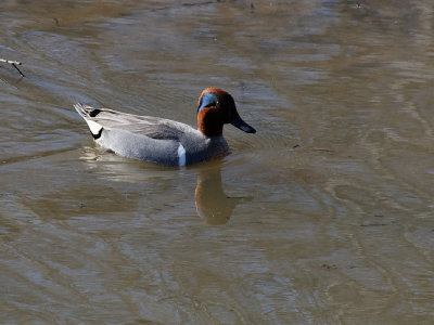 Green-Winged Teal