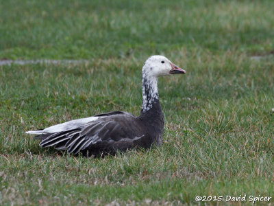 Snow Goose