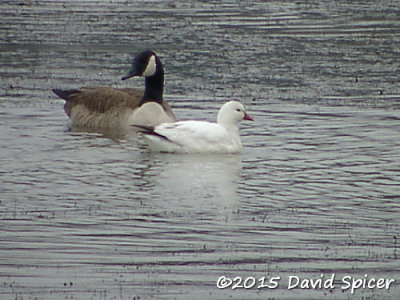 Ross's Goose