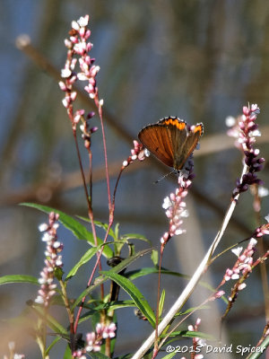 Bronze Copper (Male)