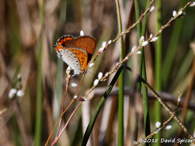 Bronze Copper (Male)