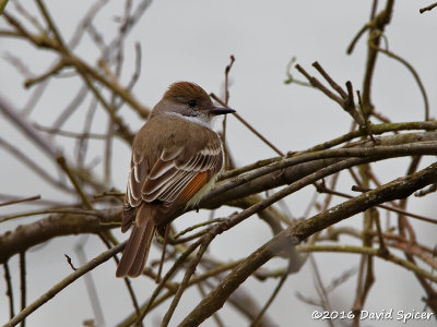 Ash-throated Flycatcher