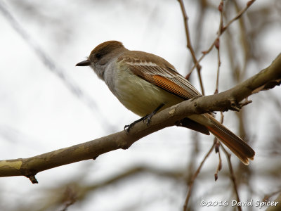 Ash-throated Flycatcher