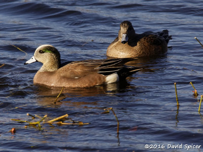 American Wigeon