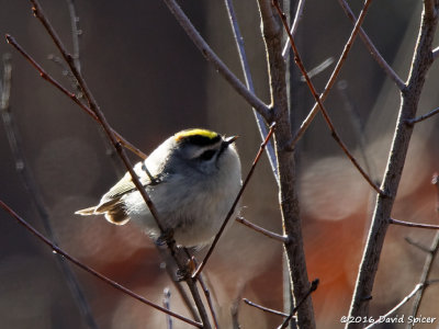 Golden-crowned Kinglet