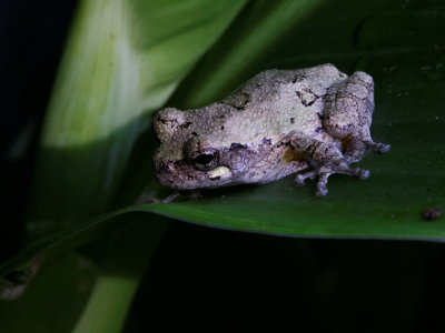 Cope's Gray Tree Frog (probably)