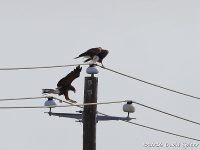 Harris's Hawk Family