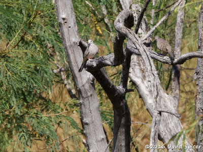 Inca Doves