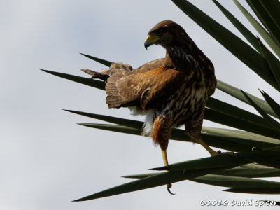 Immature Harris's Hawk