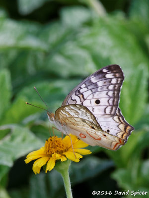 White Peacock