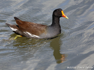 Common Gallinule