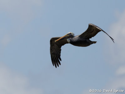 Brown Pelican