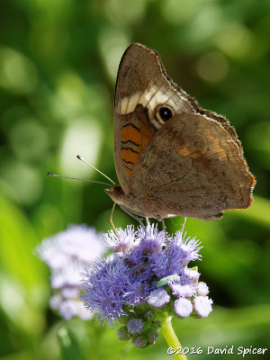 Common Buckeye